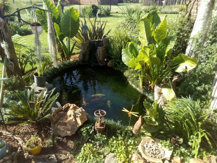 Koi pond, project 3